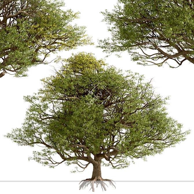 European English Oak Tree (1 Tree) 3D model image 2