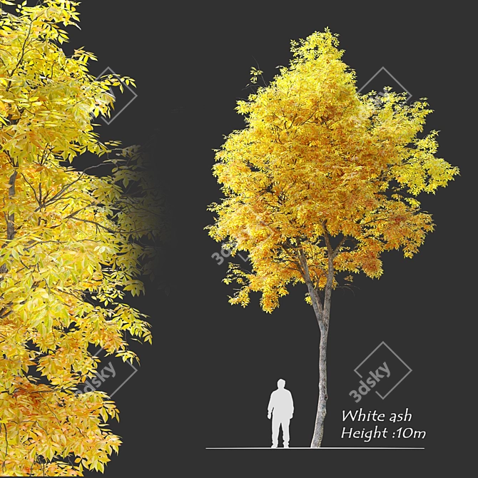 
"Autumn Splendor Ash Tree: 10m Height, Separated Trunk and Leaves, 752k+ Polys, Corona & 3D model image 1