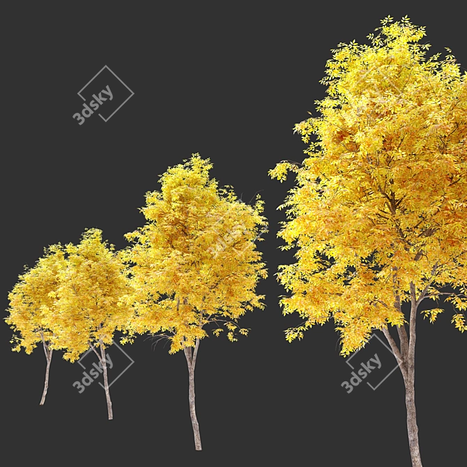 
"Autumn Splendor Ash Tree: 10m Height, Separated Trunk and Leaves, 752k+ Polys, Corona & 3D model image 3