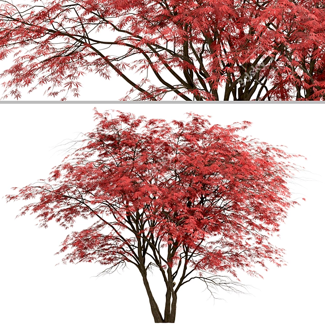 Japanese Maple Tree Set: 2 Acer Palmatum Trees 3D model image 3