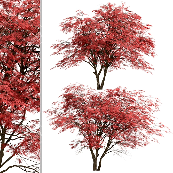 Japanese Maple Tree Set: 2 Acer Palmatum Trees 3D model image 4