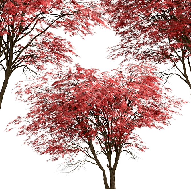 Japanese Maple Tree Set: 2 Acer Palmatum Trees 3D model image 5