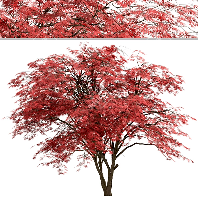 Japanese Maple Tree Set: 2 Acer Palmatum Trees 3D model image 6
