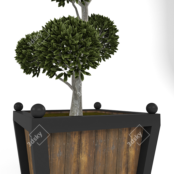 Elegant Boxwood Tree Sculpture 3D model image 3