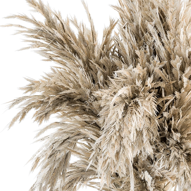 Dried Pampas Bouquet - Dry Plants 3D model image 2