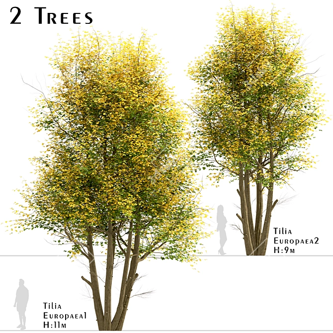 Common Lime Tree Set (2 Trees) 3D model image 1