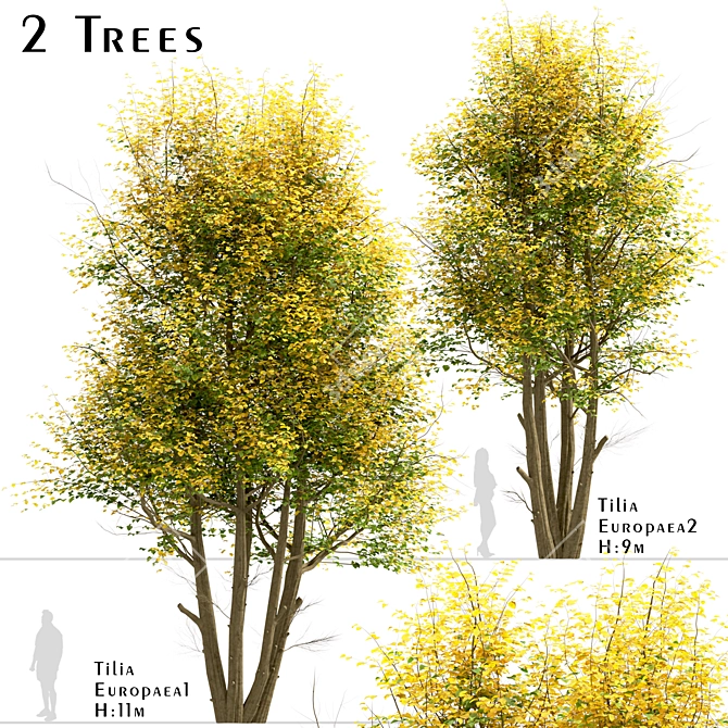 Common Lime Tree Set (2 Trees) 3D model image 2