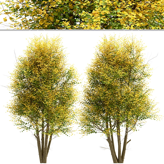 Common Lime Tree Set (2 Trees) 3D model image 4