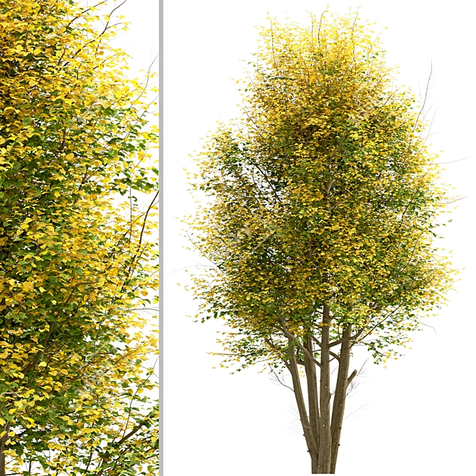 Common Lime Tree Set (2 Trees) 3D model image 6