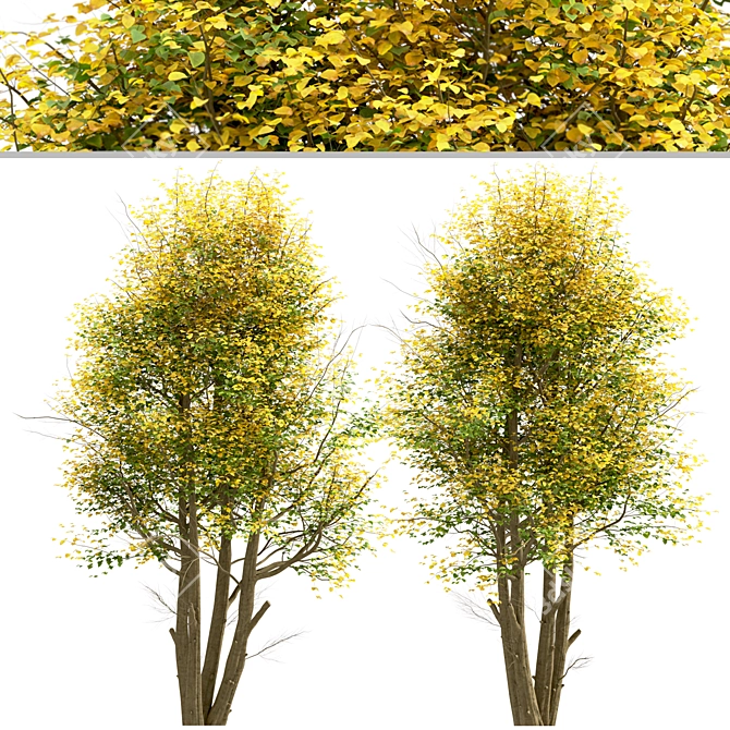 Common Lime Tree Set (2 Trees) 3D model image 7