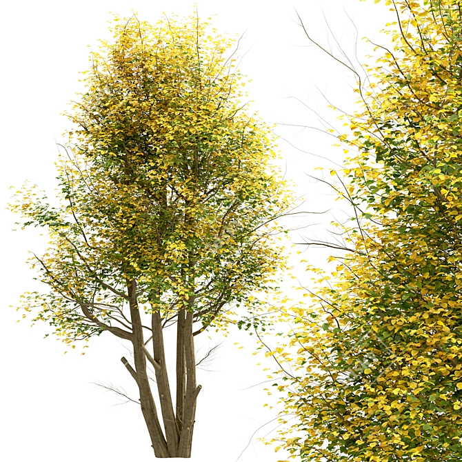 Common Lime Tree Set (2 Trees) 3D model image 8