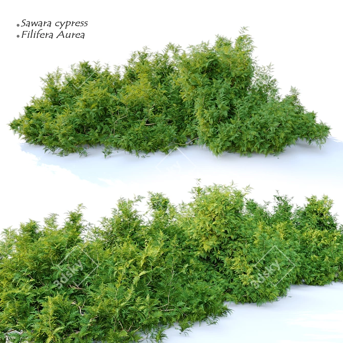 Sawara Cypress: Deluxe Filifera Aurea 3D model image 1