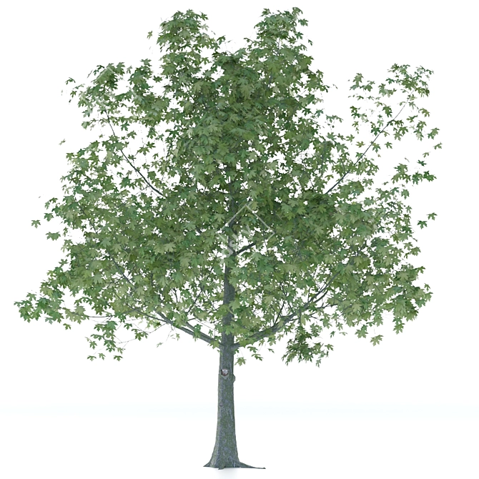 Elegant Maple Tree Sculpture 3D model image 1