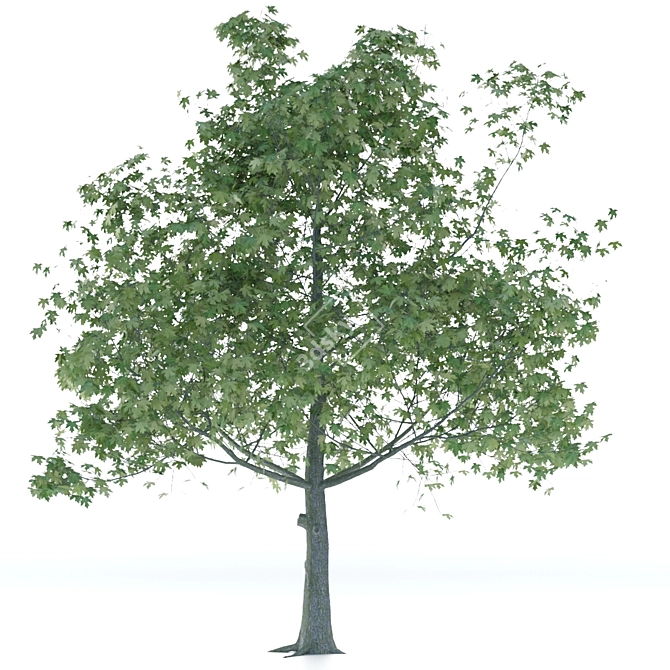 Elegant Maple Tree Sculpture 3D model image 2