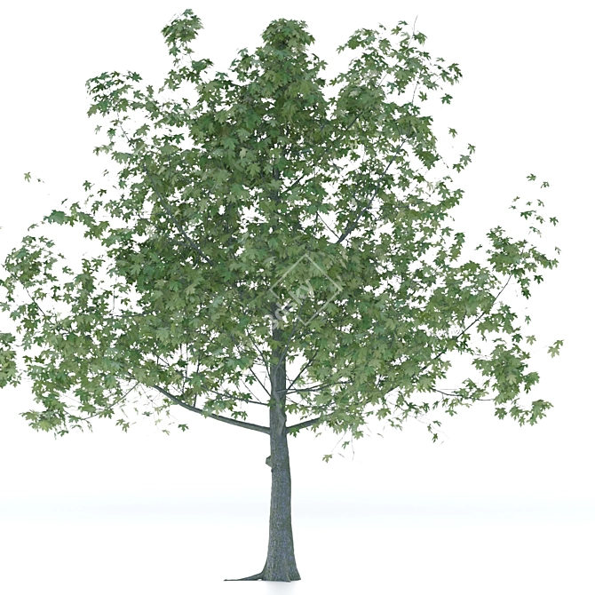 Elegant Maple Tree Sculpture 3D model image 3