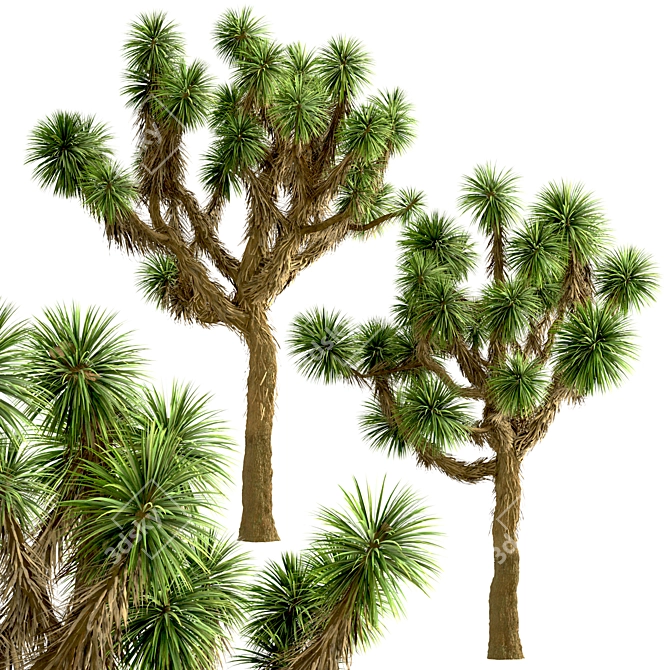 Desert Majesty: Set of 3 Joshua Trees 3D model image 4