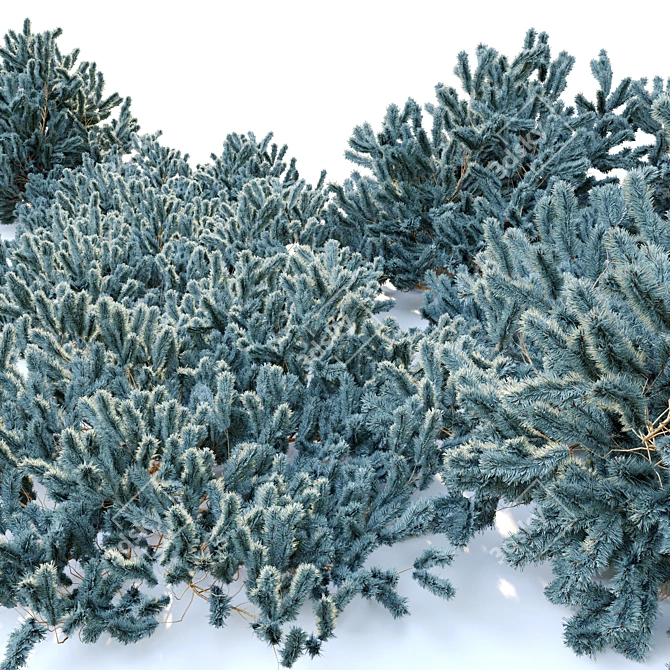 Picea pungens: Stunning Blue Spruce 3D model image 2