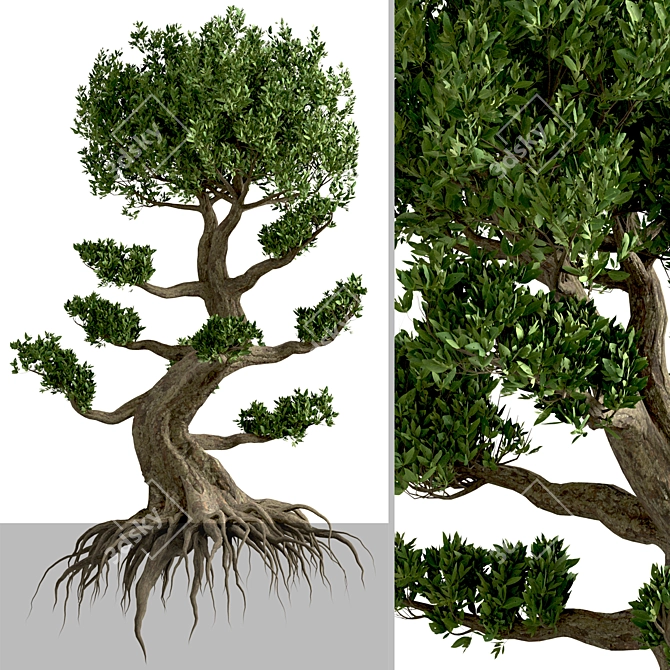 Miniature Bonsai Duo: 2 Enchanting Trees 3D model image 2