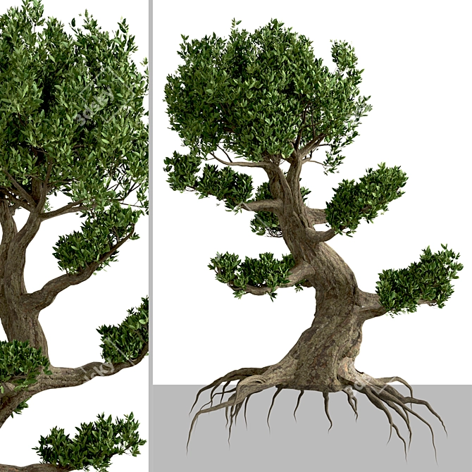 Miniature Bonsai Duo: 2 Enchanting Trees 3D model image 4