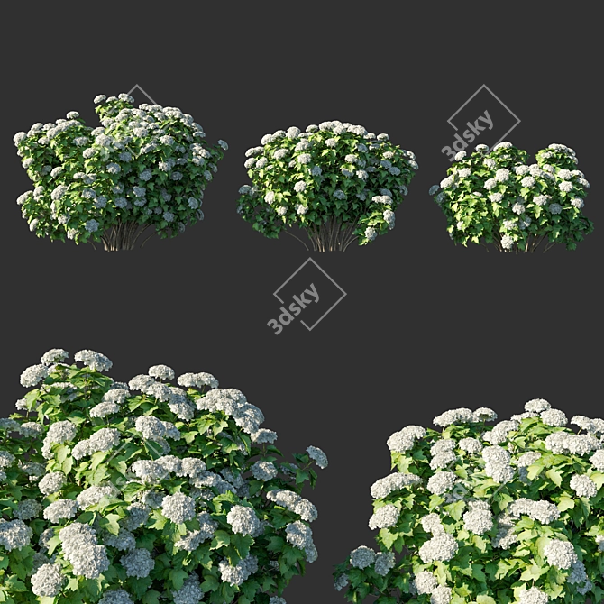 Viburnum Blossom 3D Model 3D model image 1