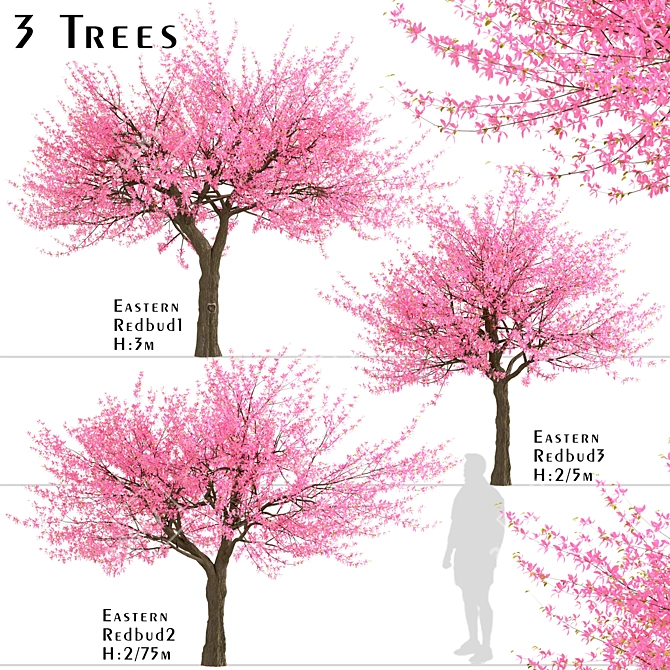 Thrive with Eastern Redbud Trees! 3D model image 1