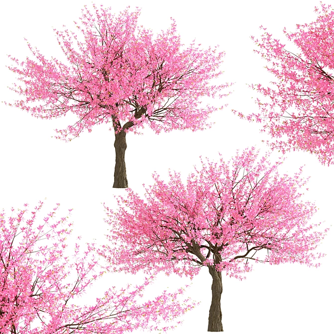 Thrive with Eastern Redbud Trees! 3D model image 4