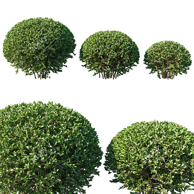 Elegant Abelia Grandiflora Bush 3D model image 1