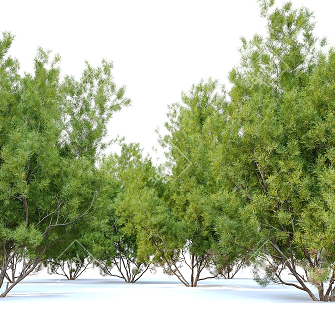 Adenostoma Sparsifolium: Red Shanks Tree 3D model image 4