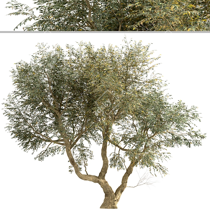 Mediterranean Bliss: Pair of Olive Trees 3D model image 2