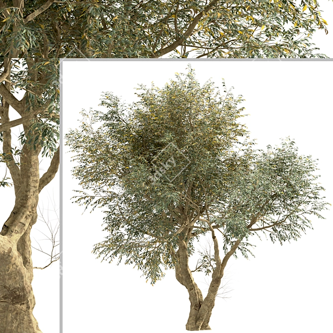 Mediterranean Bliss: Pair of Olive Trees 3D model image 4