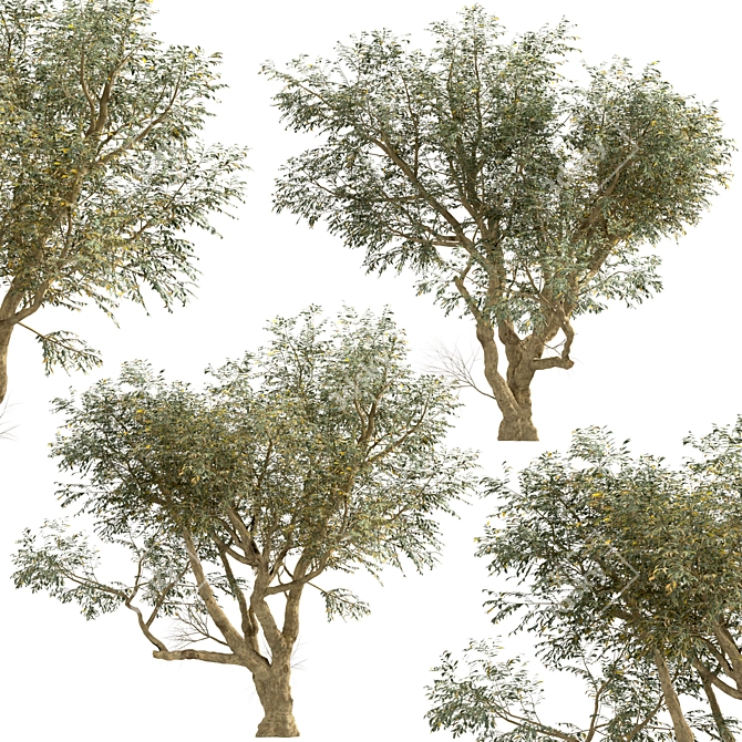 Mediterranean Bliss: Pair of Olive Trees 3D model image 5
