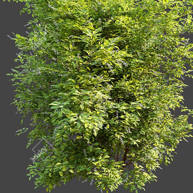 Scarlet Dogwood: Vibrant Tree with Separate Trunk and Leaves 3D model image 2