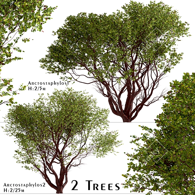 Arctostaphylos Tree Set: 2 Manzanita Trees 3D model image 1