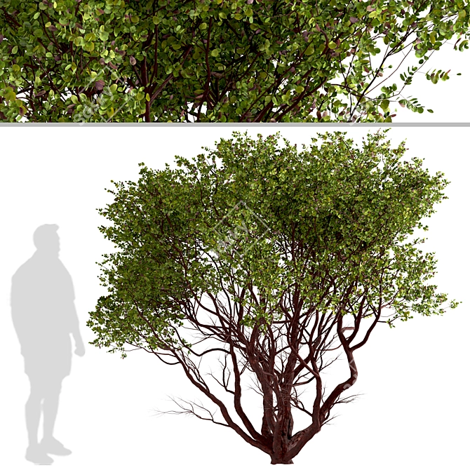 Arctostaphylos Tree Set: 2 Manzanita Trees 3D model image 3