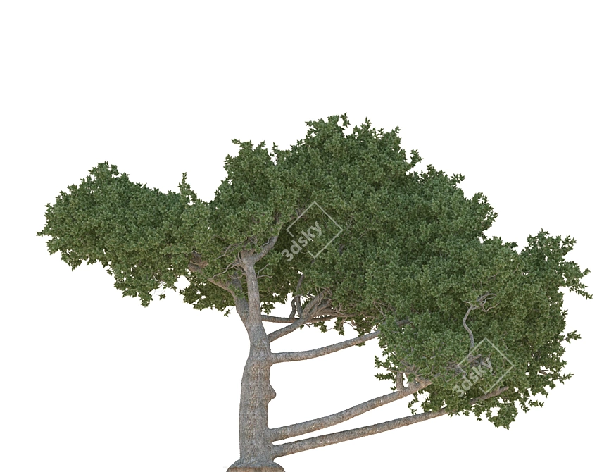 Cedar Tree: A Natural Beauty 3D model image 2