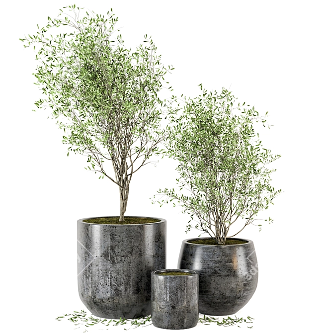 Dark Concrete Pot Outdoor Plant Set 3D model image 2