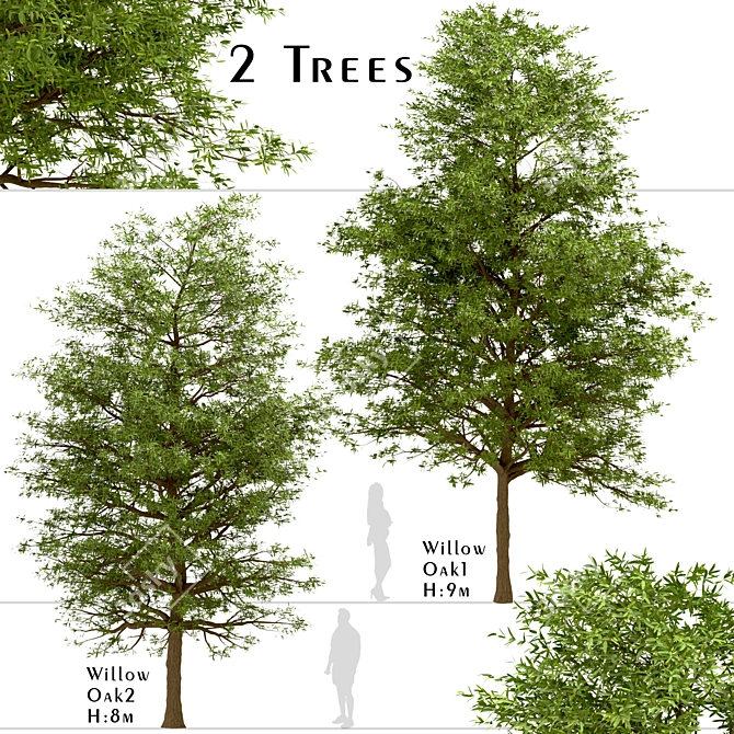 Willow Oak Trees - Autumn Beauty (2 Trees) 3D model image 2