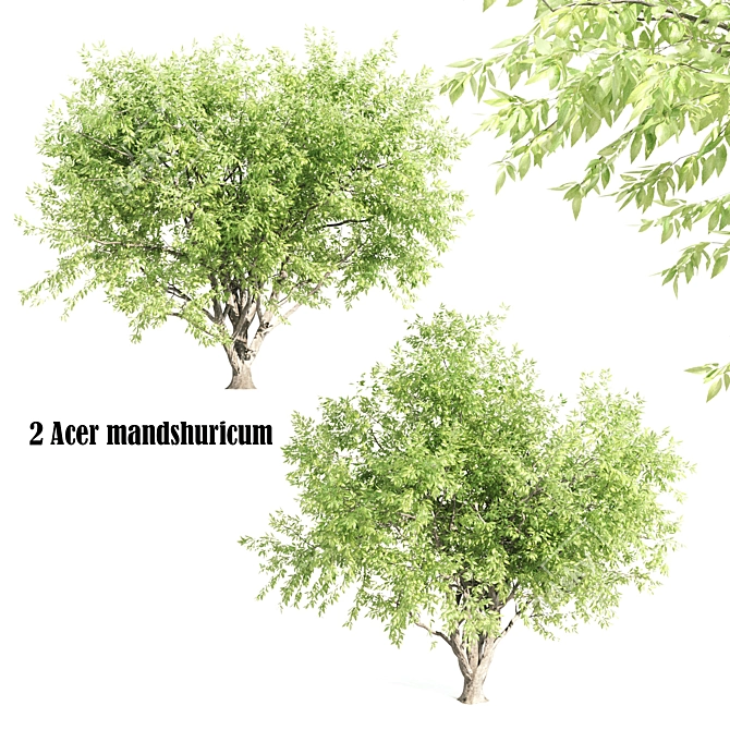 Beautiful Acer mandshuricum Trees 3D model image 1