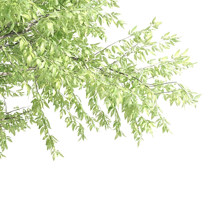 Beautiful Acer mandshuricum Trees 3D model image 2