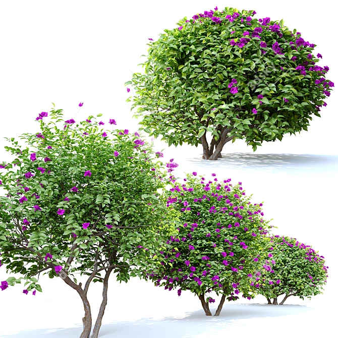 Vibrant Bougainvillea Flower 3D model image 2