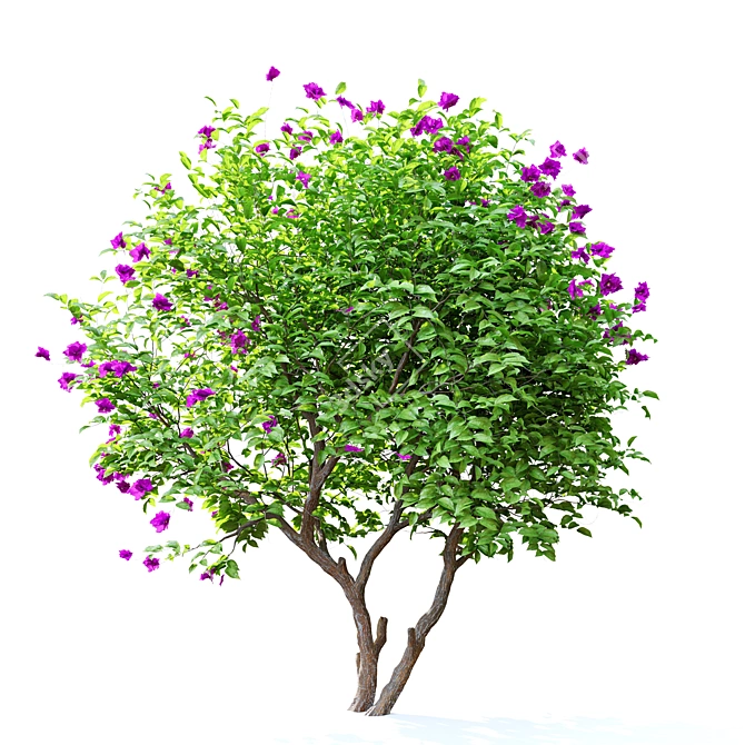 Vibrant Bougainvillea Flower 3D model image 3