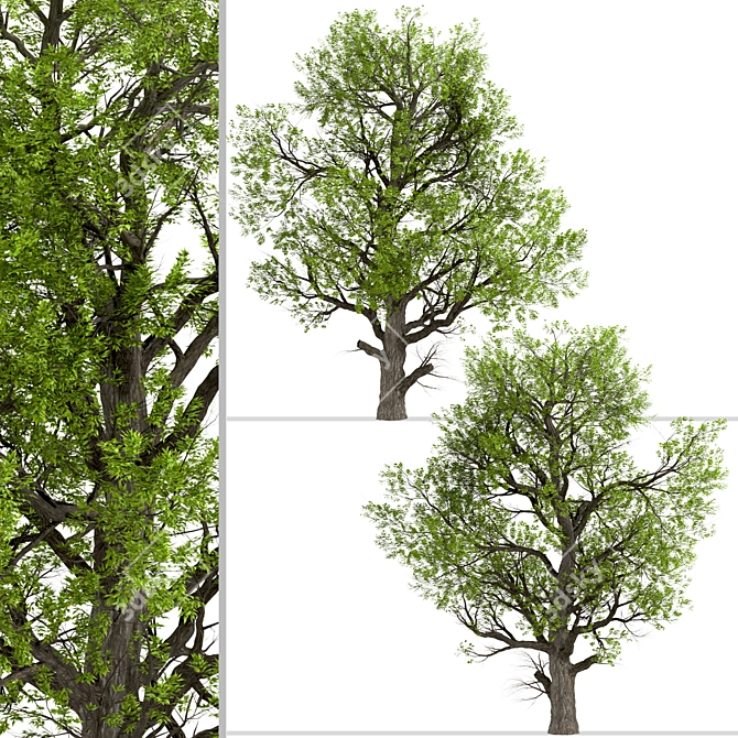 Blue Ash Tree: Stunning Autumn Color 3D model image 3