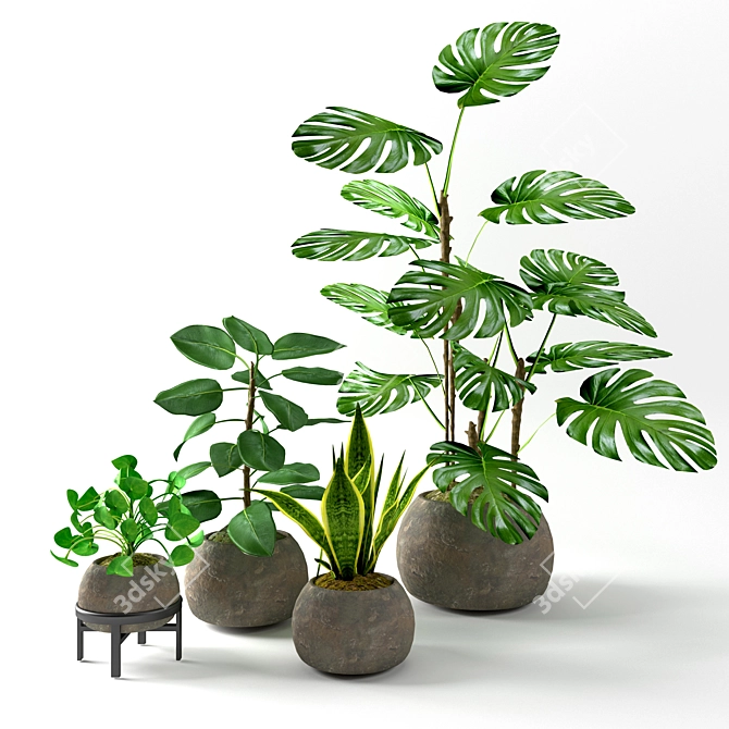 Tropical Houseplants Collection: Pilea, Ficus, Monstera 3D model image 1