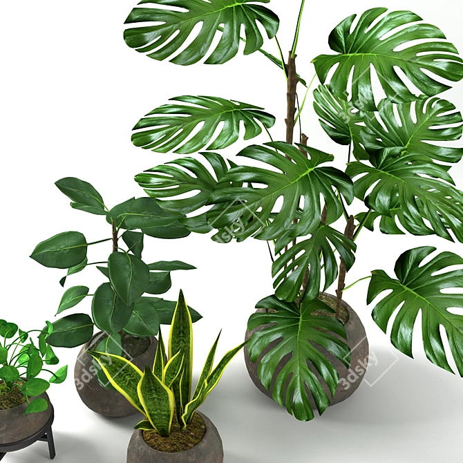 Tropical Houseplants Collection: Pilea, Ficus, Monstera 3D model image 2