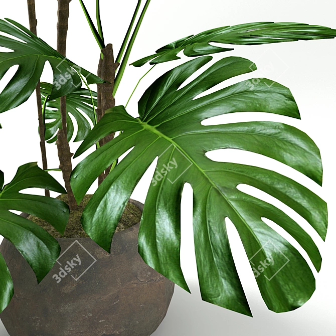 Tropical Houseplants Collection: Pilea, Ficus, Monstera 3D model image 3