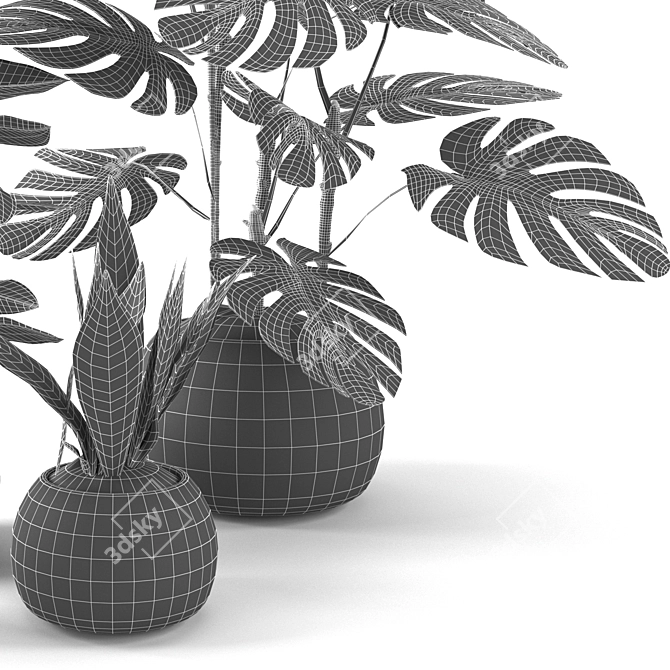 Tropical Houseplants Collection: Pilea, Ficus, Monstera 3D model image 4