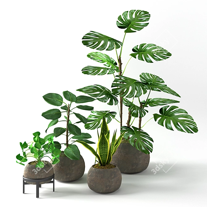 Tropical Houseplants Collection: Pilea, Ficus, Monstera 3D model image 5