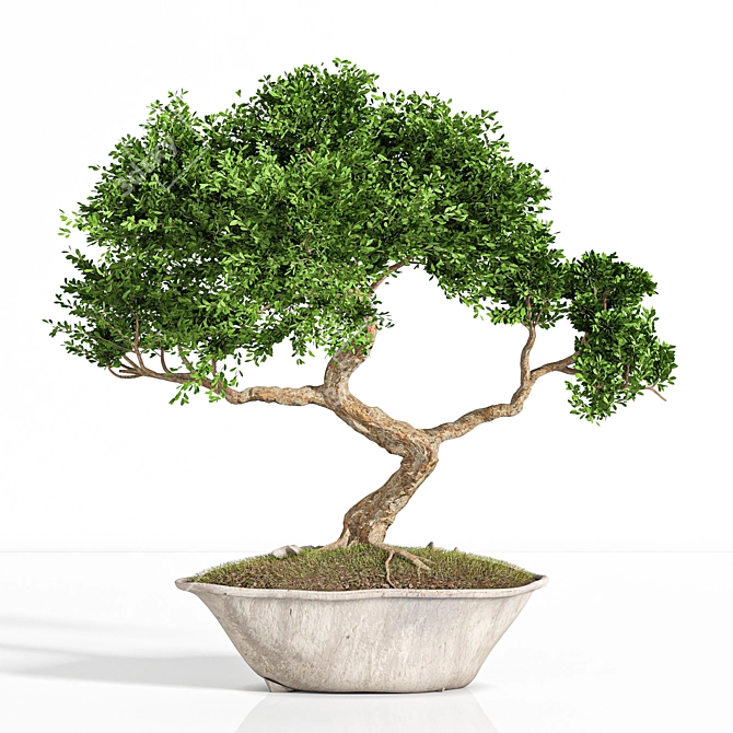 2015 Bonsai Plant - Premium Quality 3D model image 2