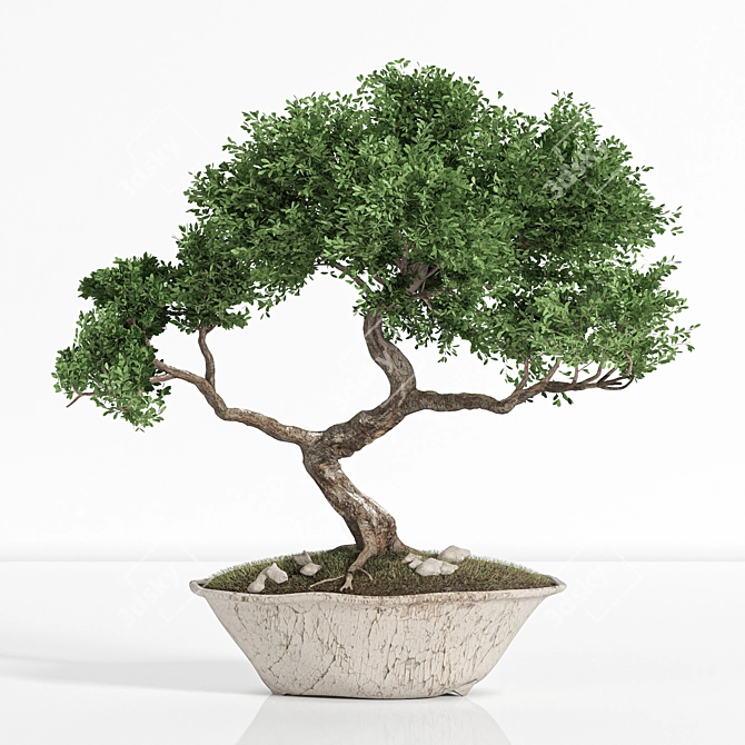 2015 Bonsai Plant - Premium Quality 3D model image 6