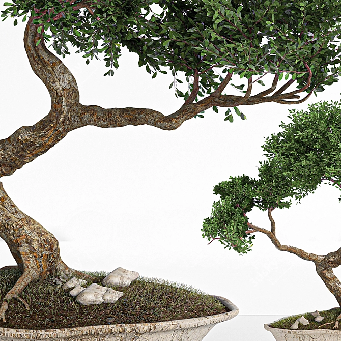 2015 Bonsai Plant - Premium Quality 3D model image 7